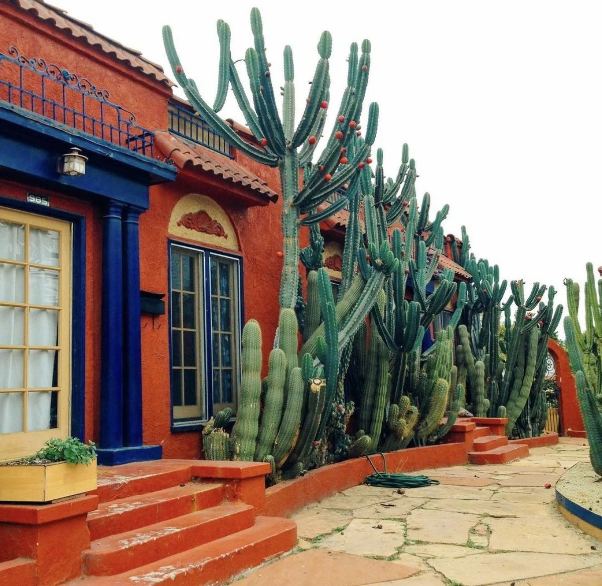 Tall columnar cacti lining a terracotta building with cobalt blue window frames